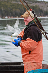 Sternman shucking scallop - seagulls in background