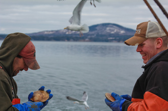 Crew shuckin' scallops with blue hill mountain and seagulls in background