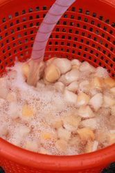 Fresh Maine Scallops being rinsed in sea water