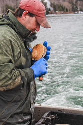 Sternman shucking a fresh maine scallop