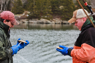 Crew shucking scallops