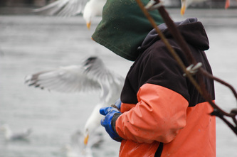 Crew shucking on cold day with hoodie pulled up
