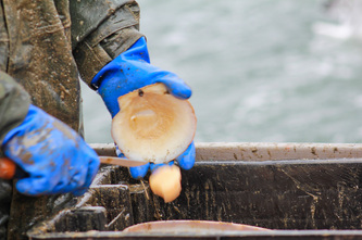 Fresh Maine Scallops being shucked into basket