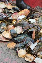 Scallops dumped out of the drag on floor of boat