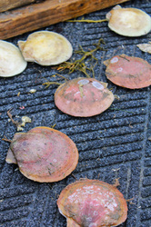 Scallops on floor of boat