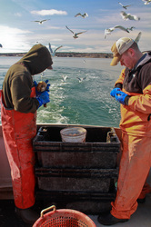 Crew shucking scallops in the back of the boat with turquoise ocean and seagulls flying in distance