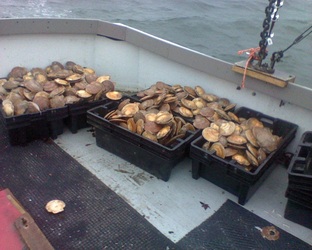 Fish Boxes with unshelled scallops